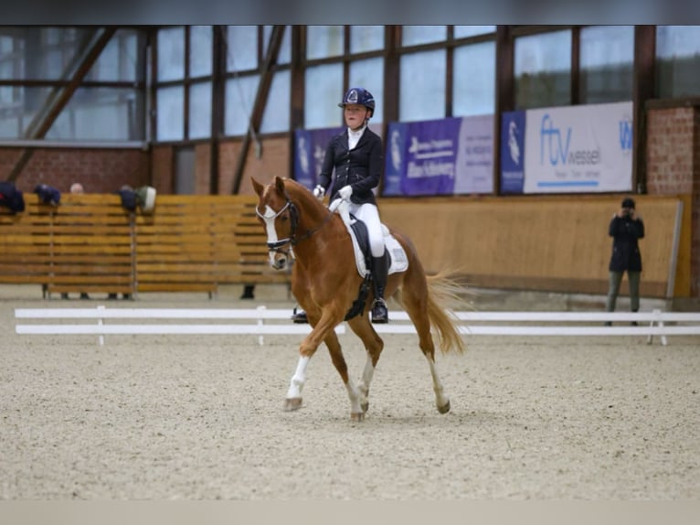 Deutsches Reitpony Wallach 10 Jahre 148 cm Fuchs in Schmalfeld
