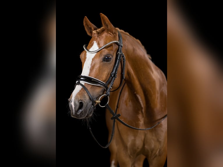 Deutsches Reitpony Wallach 10 Jahre 148 cm Fuchs in Schmalfeld