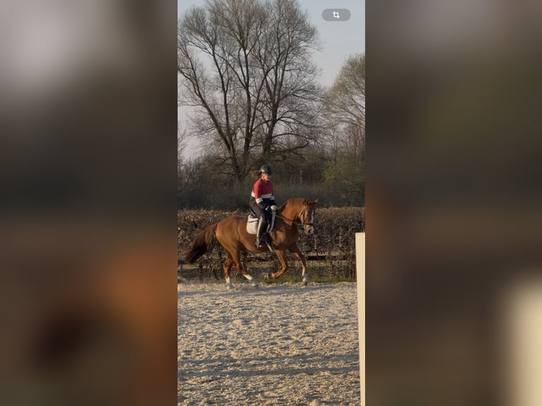 Deutsches Reitpony Wallach 10 Jahre 148 cm Fuchs in Inning am Ammersee