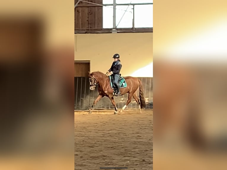 Deutsches Reitpony Wallach 10 Jahre 148 cm Fuchs in Inning am Ammersee