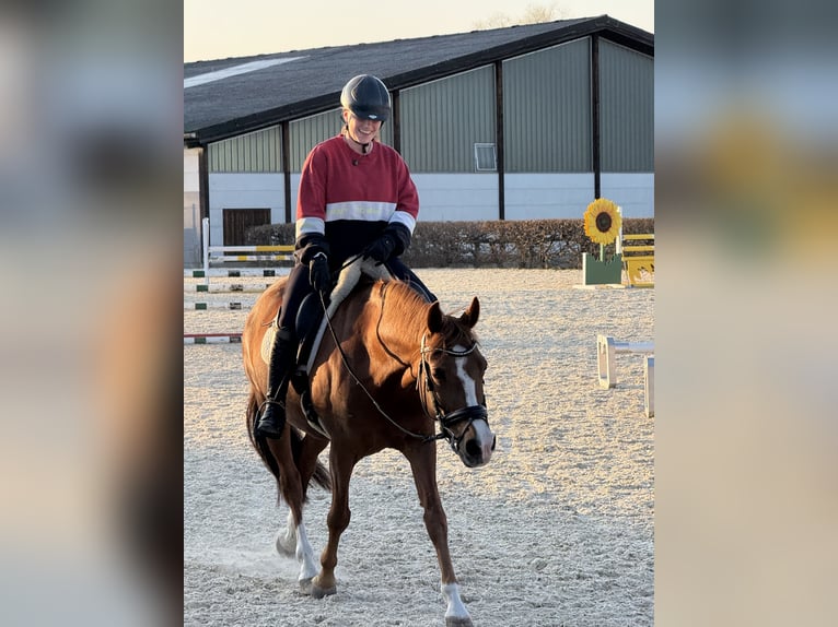 Deutsches Reitpony Wallach 10 Jahre 148 cm Fuchs in Inning am Ammersee