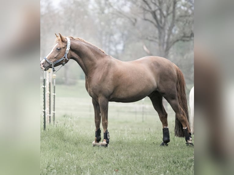 Deutsches Reitpony Wallach 10 Jahre 148 cm Fuchs in Inning am Ammersee