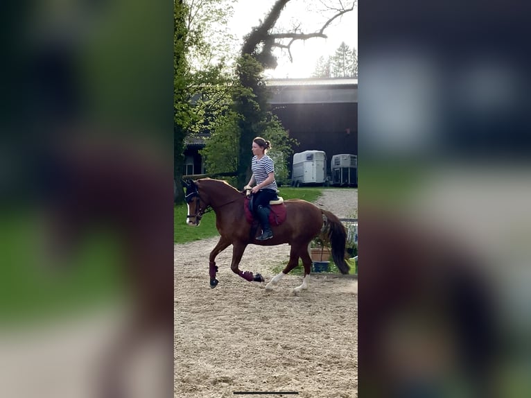 Deutsches Reitpony Wallach 10 Jahre 148 cm Fuchs in Inning am Ammersee