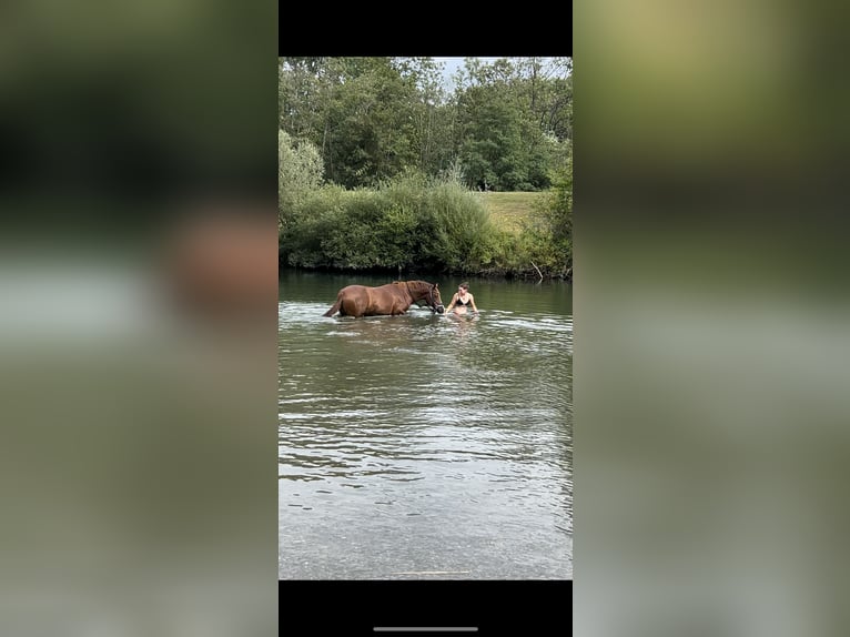 Deutsches Reitpony Wallach 10 Jahre 148 cm Fuchs in Inning am Ammersee