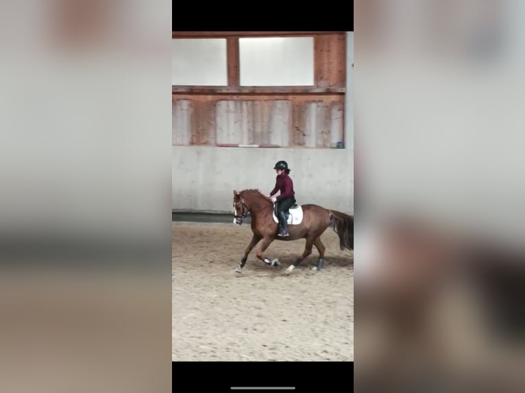 Deutsches Reitpony Wallach 10 Jahre 148 cm Fuchs in Inning am Ammersee
