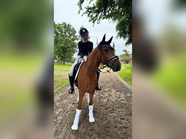 Deutsches Reitpony Wallach 10 Jahre 148 cm Fuchs in Swisttal