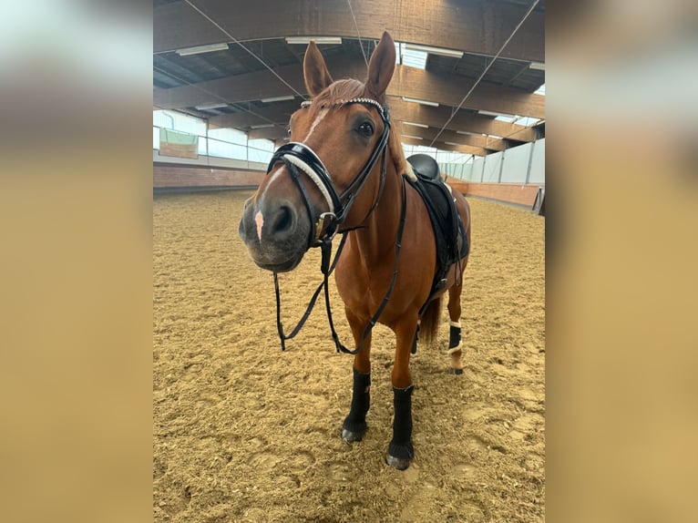 Deutsches Reitpony Wallach 10 Jahre 148 cm Fuchs in Swisttal