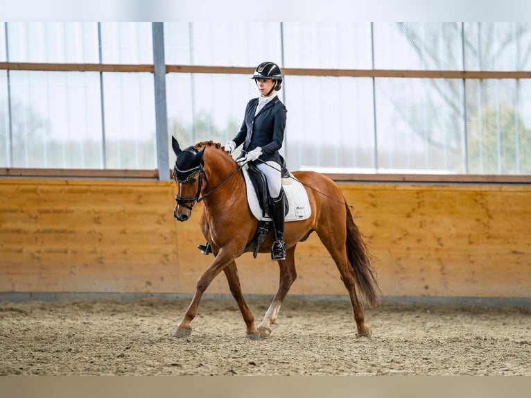 Deutsches Reitpony Wallach 10 Jahre 148 cm Fuchs in Swisttal