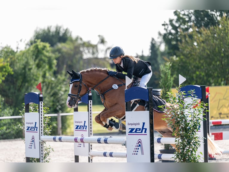 Deutsches Reitpony Wallach 10 Jahre 148 cm Fuchs in Weilheim an der Teck