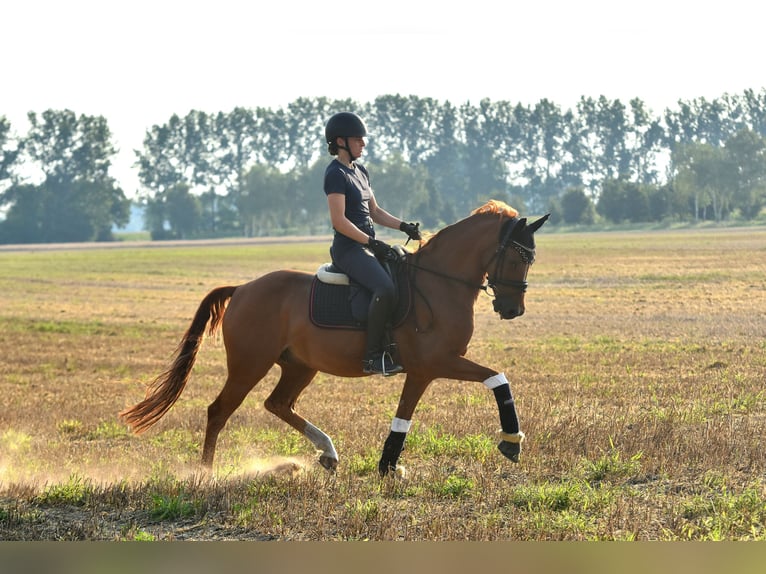Deutsches Reitpony Wallach 10 Jahre 148 cm Fuchs in Kamern