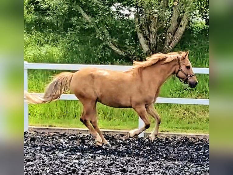 Deutsches Reitpony Wallach 10 Jahre 148 cm Fuchs in Neuhausen ob Eck