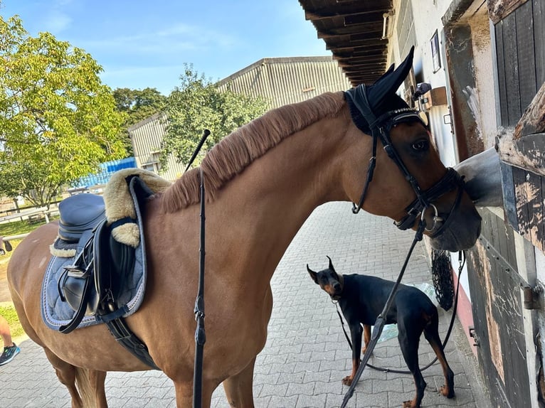 Deutsches Reitpony Wallach 10 Jahre 148 cm Fuchs in Neuhausen ob Eck