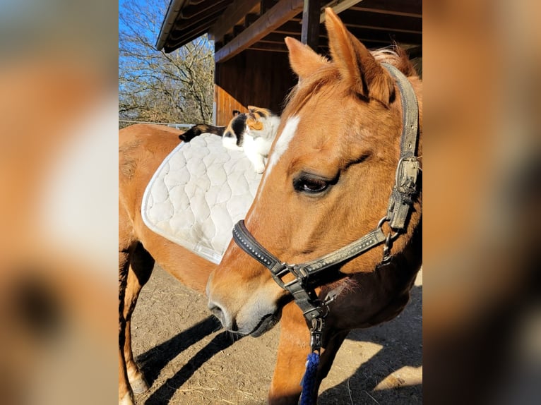 Deutsches Reitpony Wallach 10 Jahre 148 cm Fuchs in Neuhausen ob Eck