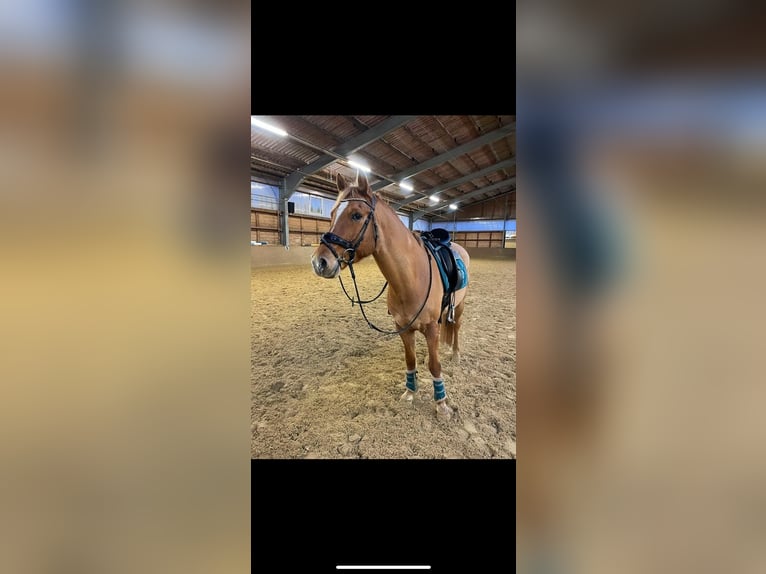Deutsches Reitpony Wallach 10 Jahre 148 cm Fuchs in Neuhausen ob Eck