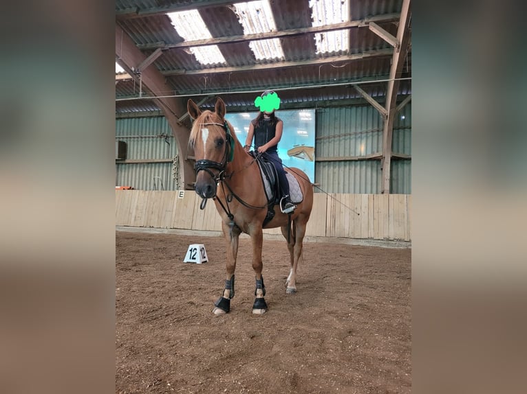 Deutsches Reitpony Wallach 10 Jahre 148 cm Fuchs in Neuhausen ob Eck