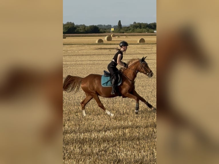 Deutsches Reitpony Wallach 10 Jahre 148 cm Fuchs in Pulheim