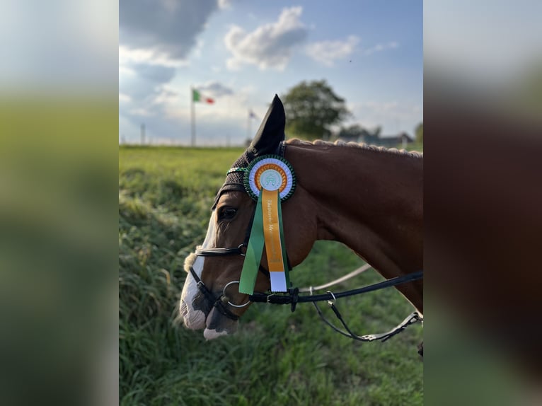 Deutsches Reitpony Wallach 10 Jahre 148 cm Fuchs in Nettetal