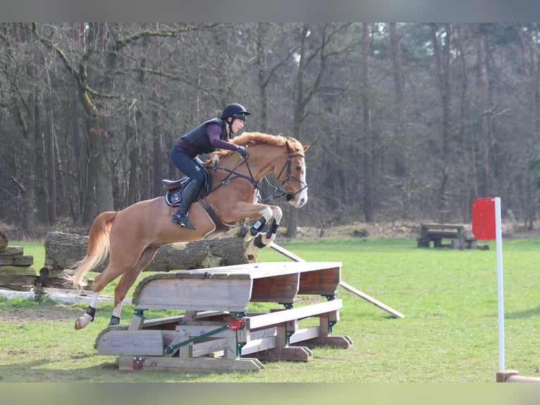 Deutsches Reitpony Wallach 10 Jahre 148 cm Fuchs in Nettetal