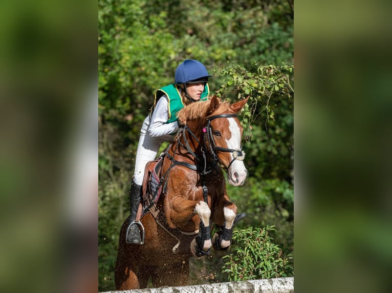 Deutsches Reitpony Wallach 10 Jahre 148 cm Fuchs in Nettetal