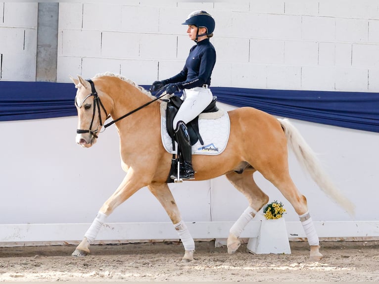 Deutsches Reitpony Wallach 10 Jahre 148 cm Palomino in Marsberg