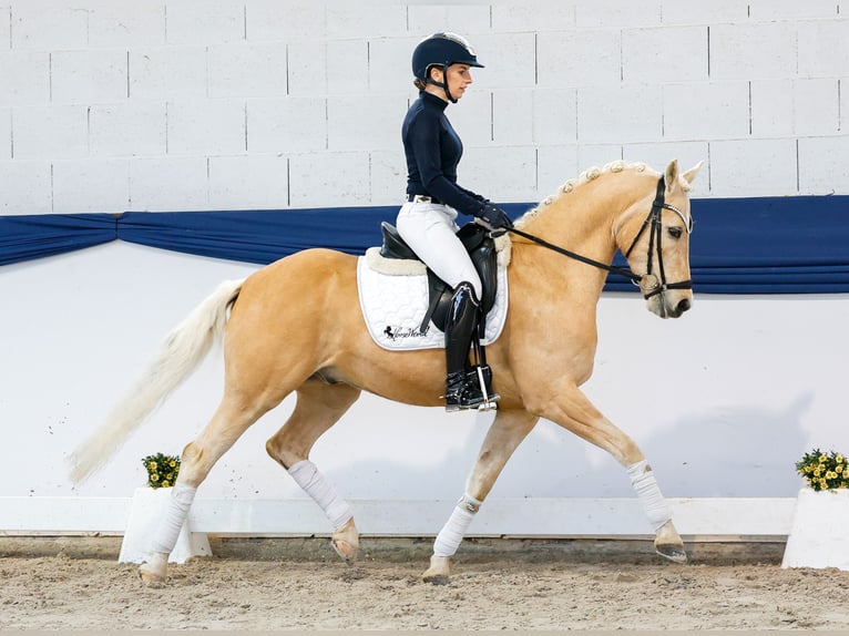 Deutsches Reitpony Wallach 10 Jahre 148 cm Palomino in Marsberg
