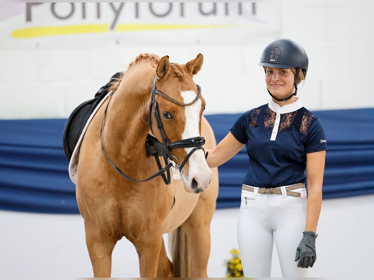 Deutsches Reitpony Wallach 10 Jahre 148 cm Palomino in Marsberg Deutsches Reitpony Wallach 10 Jahre 148 cm Palomino in Marsberg
