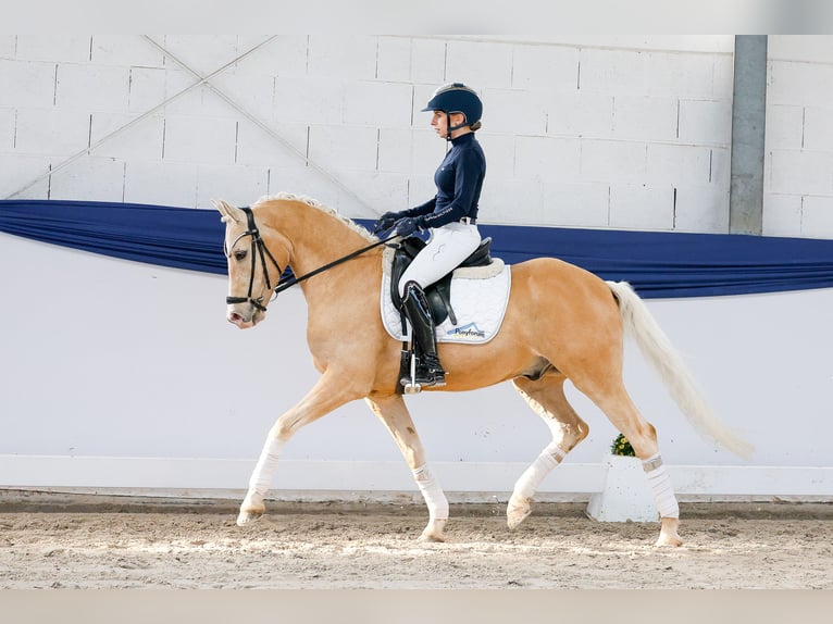Deutsches Reitpony Wallach 10 Jahre 148 cm Palomino in Marsberg