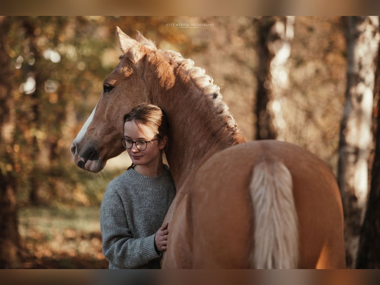 Deutsches Reitpony Wallach 10 Jahre 148 cm Palomino in Seevetal