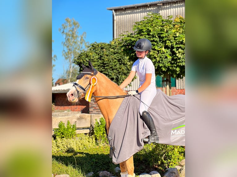 Deutsches Reitpony Wallach 10 Jahre 148 cm Palomino in Seevetal