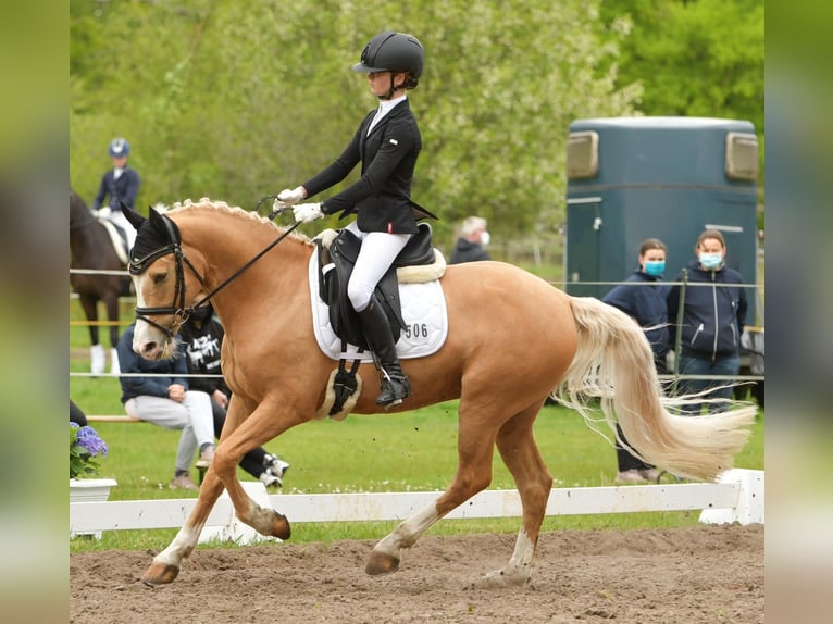 Deutsches Reitpony Wallach 10 Jahre 148 cm Palomino in Seevetal