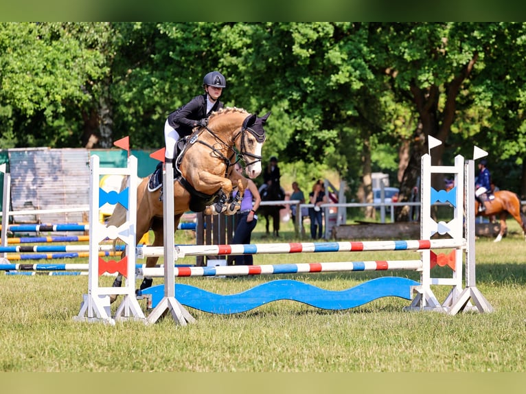 Deutsches Reitpony Wallach 10 Jahre 148 cm Palomino in Seevetal