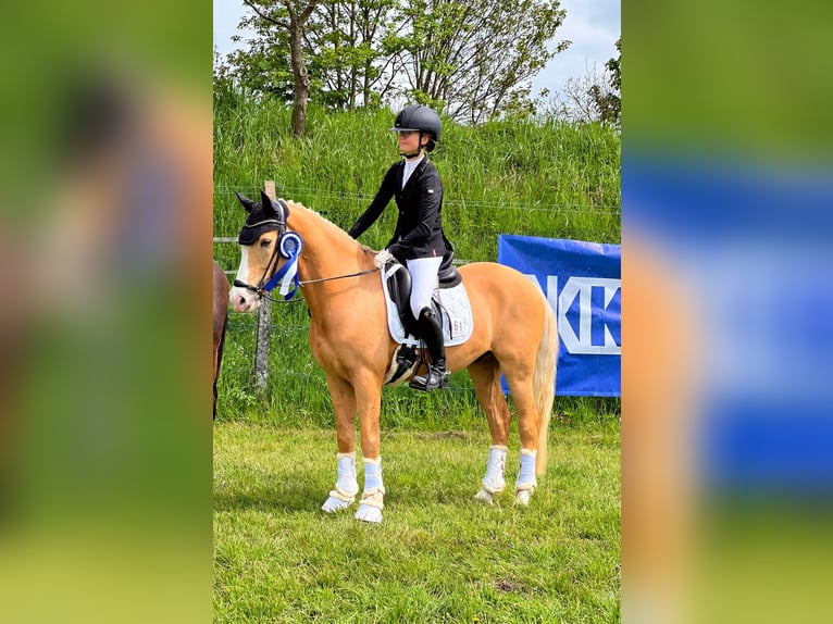 Deutsches Reitpony Wallach 10 Jahre 148 cm Palomino in Seevetal