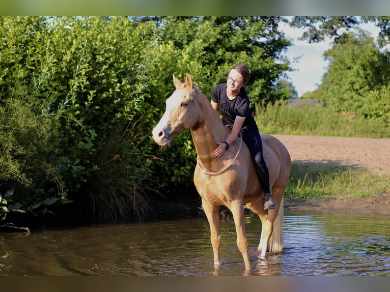 Deutsches Reitpony Wallach 10 Jahre 148 cm Palomino in Seevetal