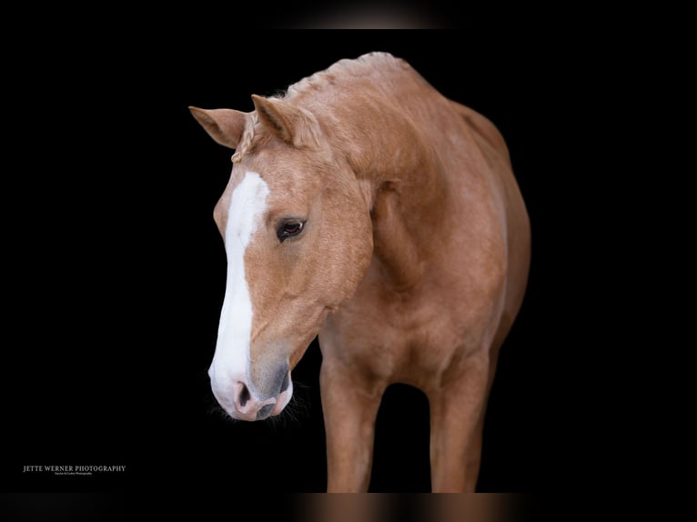 Deutsches Reitpony Wallach 10 Jahre 148 cm Palomino in Seevetal