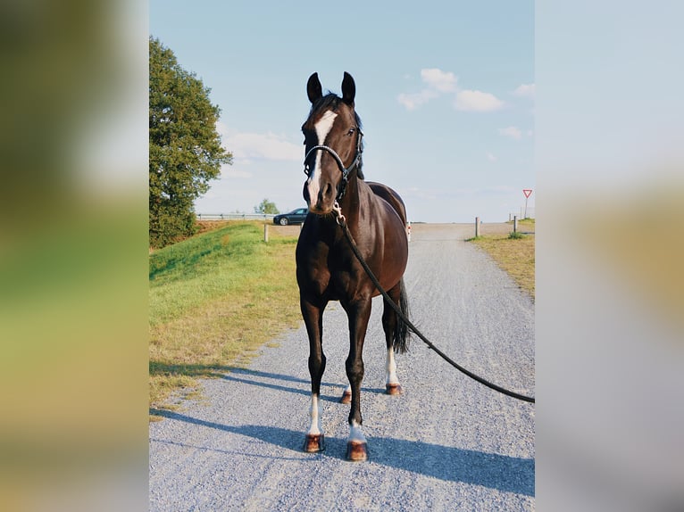 Deutsches Reitpony Wallach 10 Jahre 148 cm Rappe in Badbergen