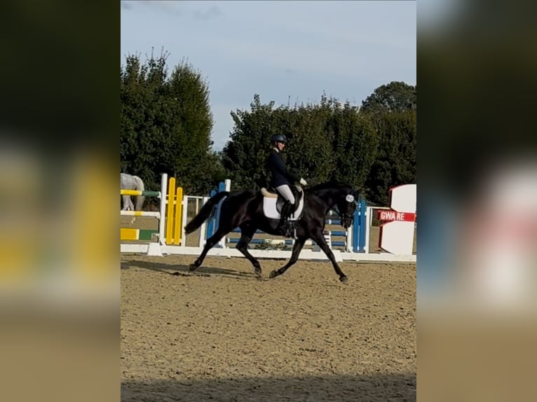Deutsches Reitpony Wallach 10 Jahre 148 cm Rappe in HammHamm