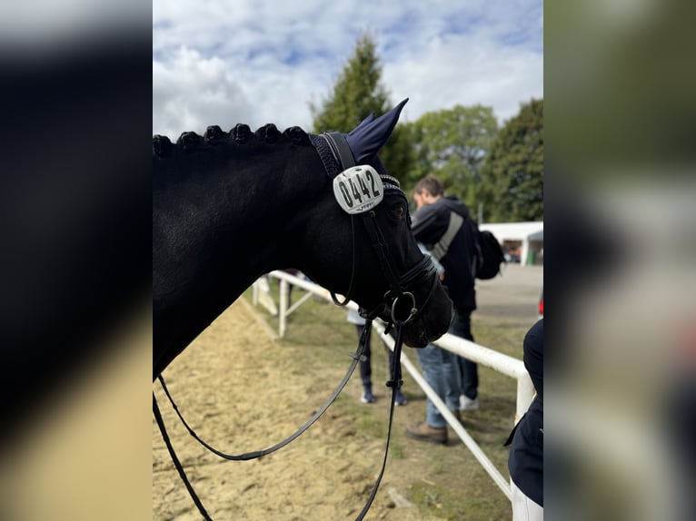 Deutsches Reitpony Wallach 10 Jahre 148 cm Rappe in HammHamm