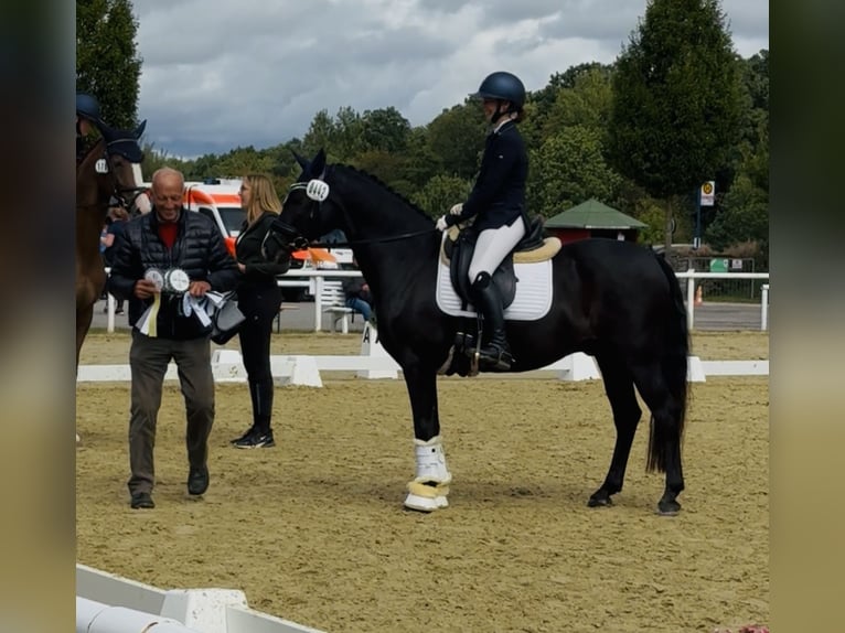 Deutsches Reitpony Wallach 10 Jahre 148 cm Rappe in HammHamm