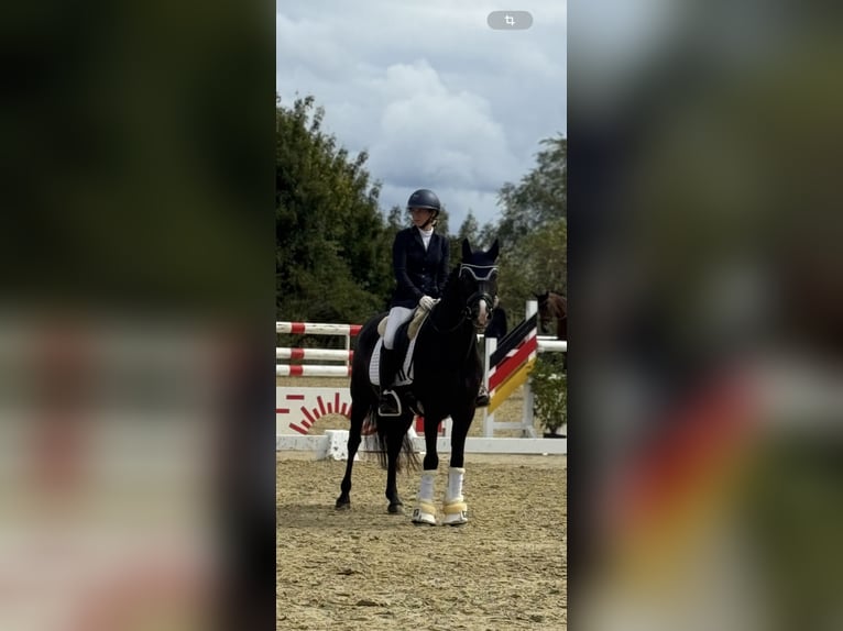Deutsches Reitpony Wallach 10 Jahre 148 cm Rappe in HammHamm