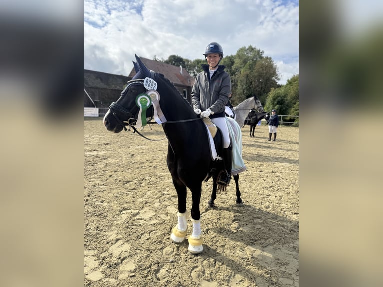 Deutsches Reitpony Wallach 10 Jahre 148 cm Rappe in HammHamm
