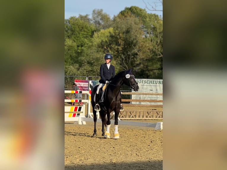 Deutsches Reitpony Wallach 10 Jahre 148 cm Rappe in HammHamm
