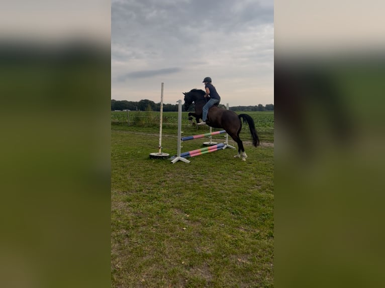 Deutsches Reitpony Wallach 10 Jahre 148 cm Rappe in Isernhagen