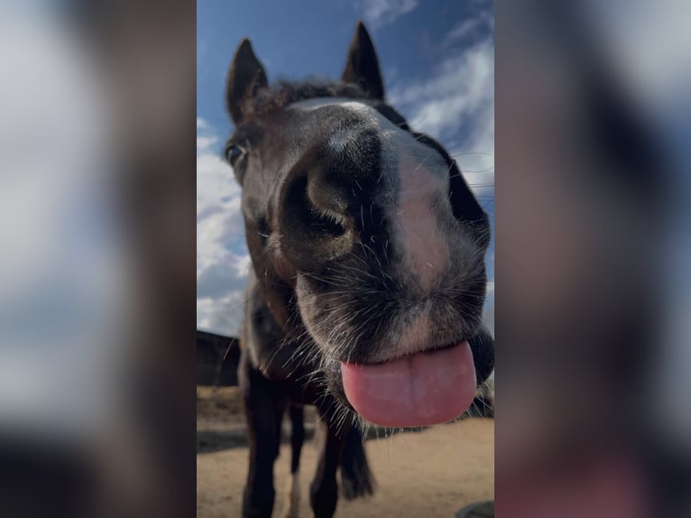 Deutsches Reitpony Wallach 10 Jahre 148 cm Rappe in Isernhagen