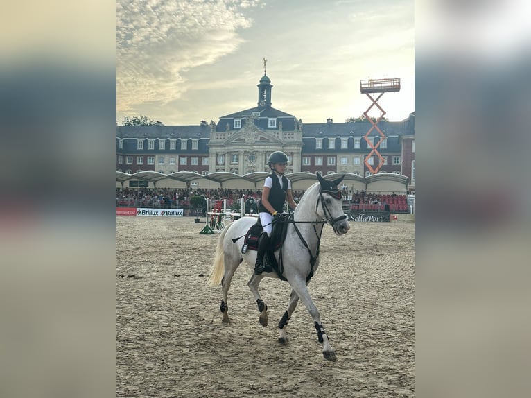 Deutsches Reitpony Wallach 10 Jahre 148 cm Schimmel in Schwerte