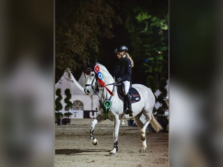 Deutsches Reitpony Wallach 10 Jahre 148 cm Schimmel in Schwerte