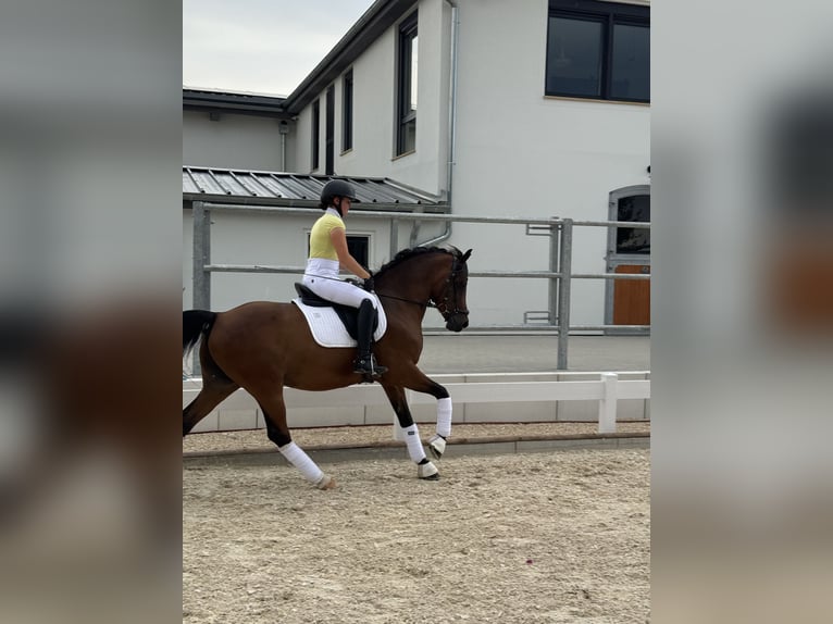 Deutsches Reitpony Wallach 10 Jahre 149 cm Brauner in Hülben