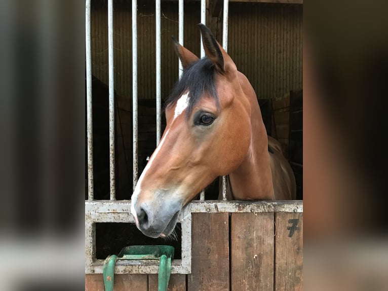 Deutsches Reitpony Wallach 10 Jahre 149 cm Brauner in Niddatal