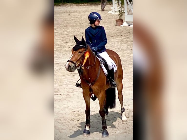 Deutsches Reitpony Wallach 10 Jahre 149 cm Brauner in Niddatal