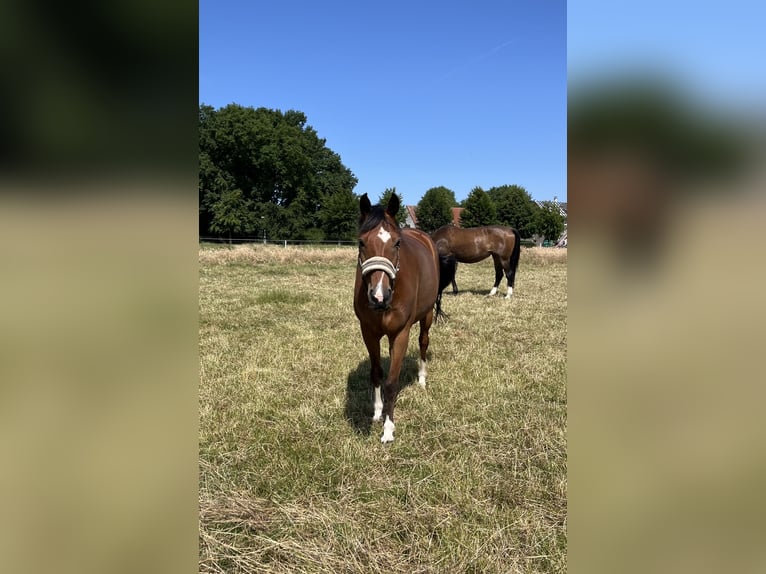 Deutsches Reitpony Wallach 10 Jahre 149 cm Brauner in Dorsten