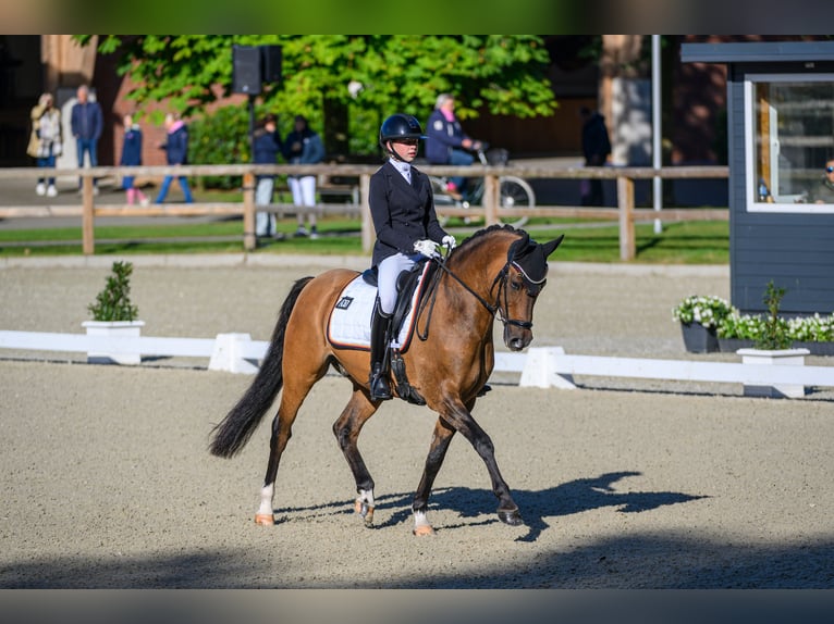 Deutsches Reitpony Wallach 10 Jahre 149 cm Falbe in Straelen